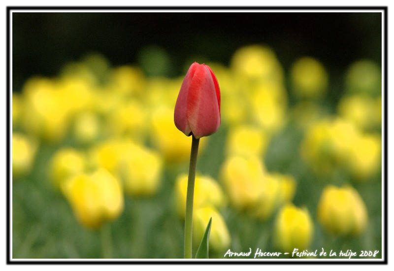 http://people.zoy.org/~arnaud/photos/ftulip.1409.jpg
