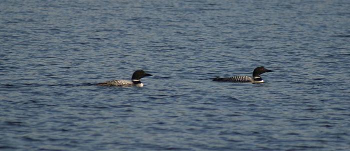 Turner Lake - Couple de plongeons imbrins