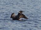 Turner Lake - Plongeon Imbrin