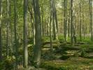 Sous Bois-PS-8-bits