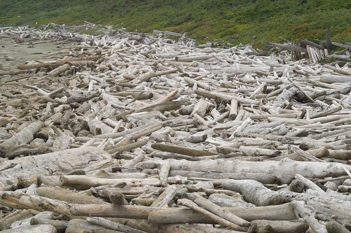 Pacific Rim National Park - Bois echoue