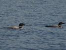 Turner Lake - Couple de plongeons imbrins
