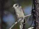 Turner Lake - Gray Jay