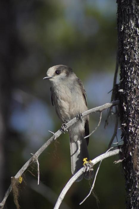 Turner Lake - Gray Jay