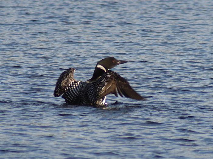 Turner Lake - Plongeon Imbrin