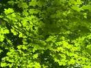 Feuilles-PS-8-bits