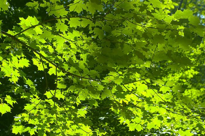 Feuilles-PS-8-bits