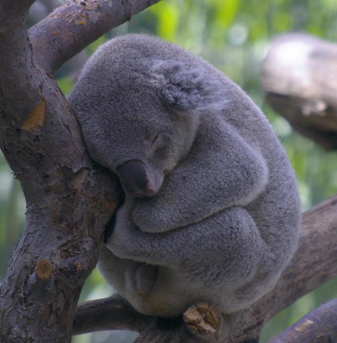 Koala-8-bits